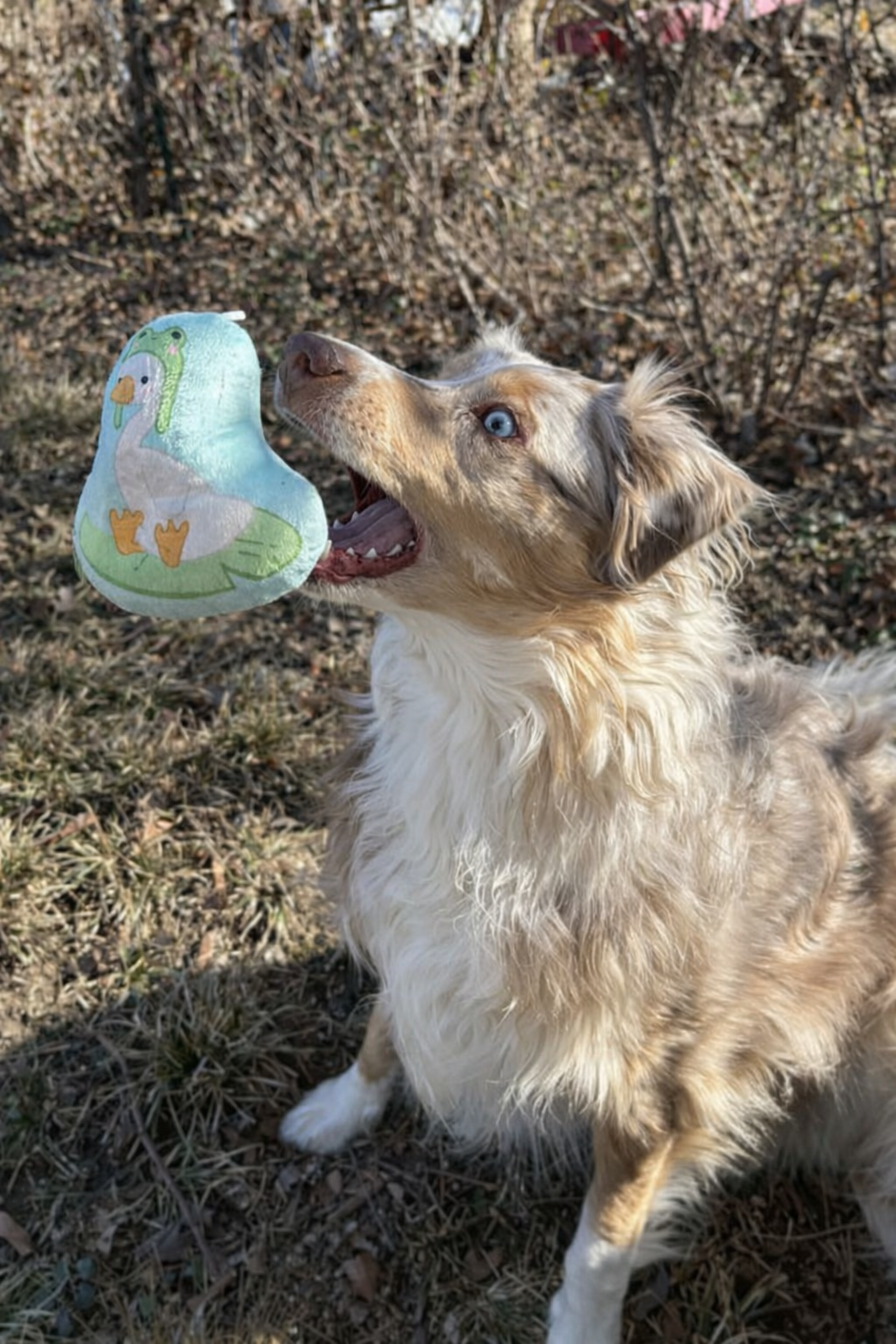 Silly Goose Dog Toy