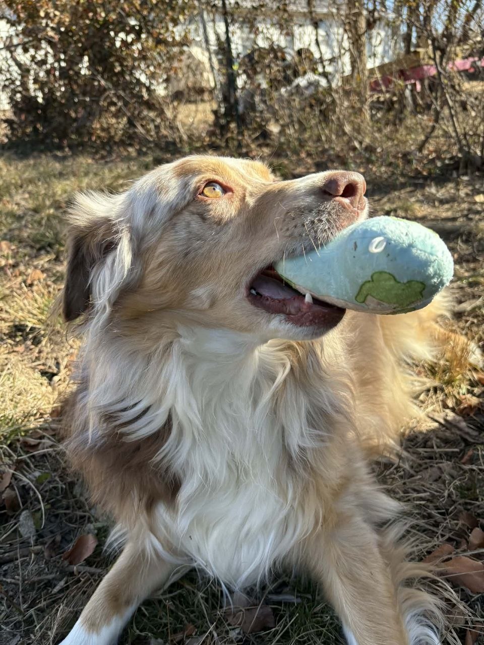 Silly Goose Dog Toy